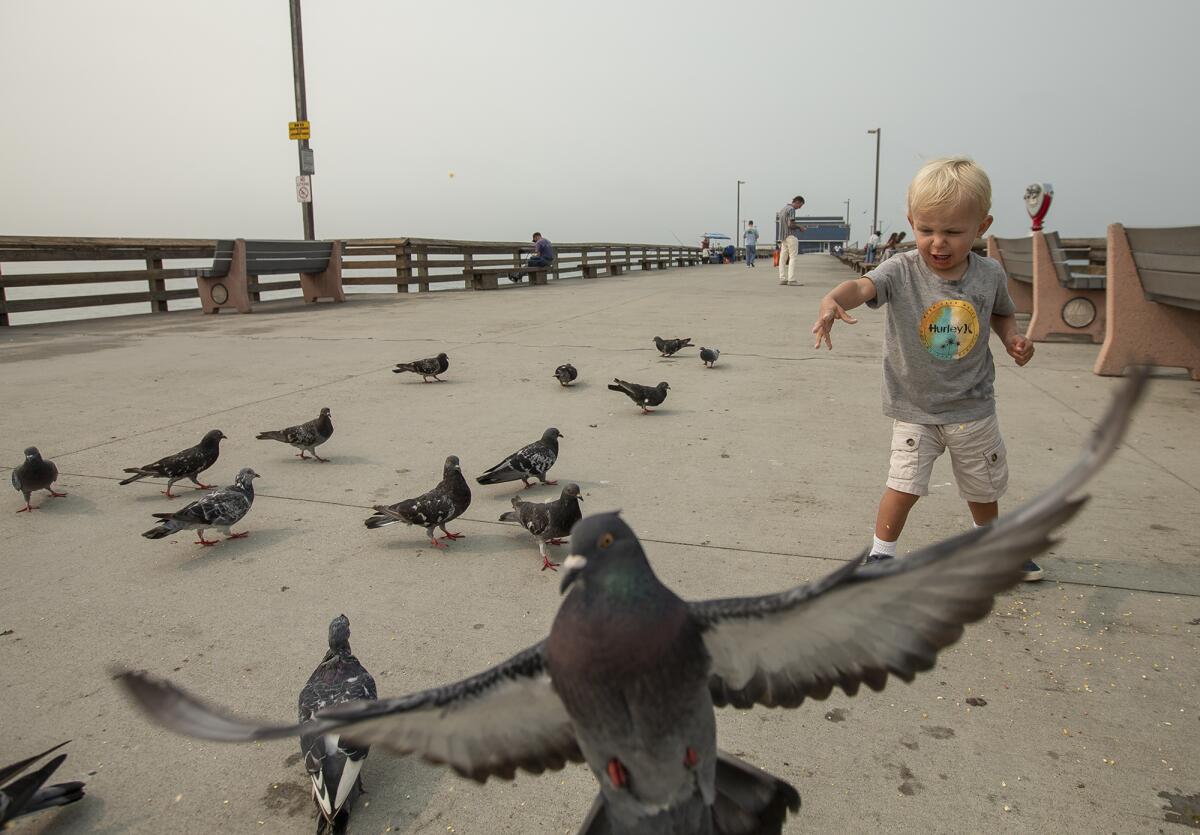 Jackson Rhoton, 2, feeds pigeons on the Newport Beach Pier on Friday.