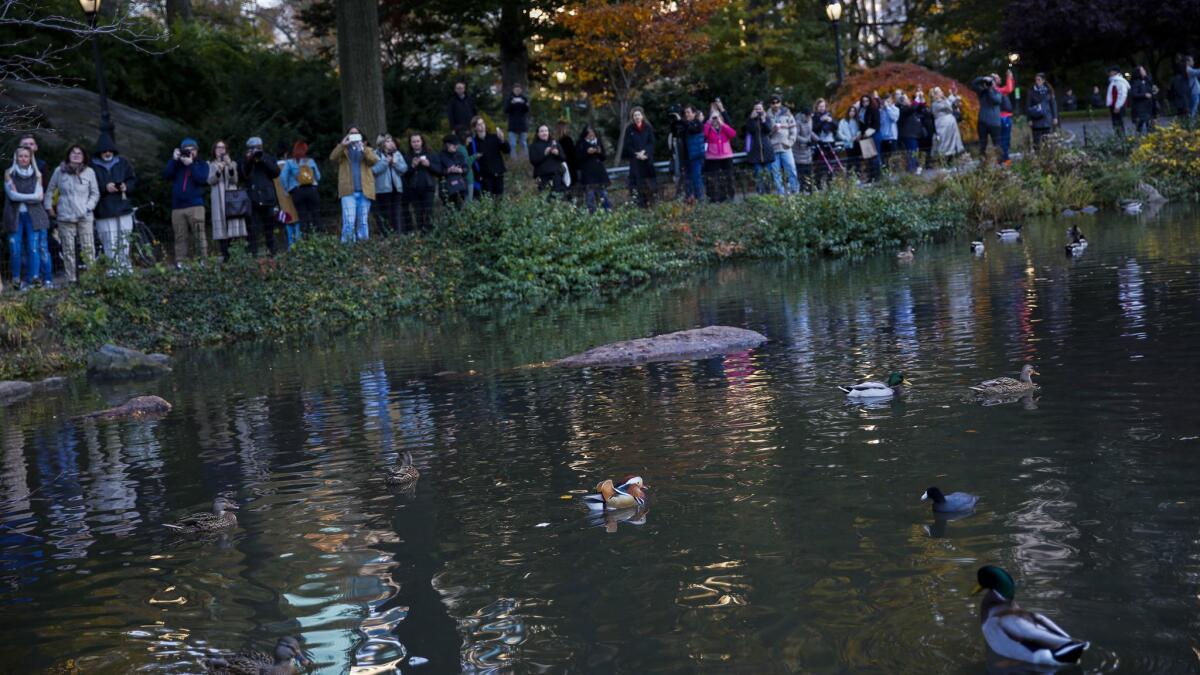 The rare Mandarin duck draws crowds of admirers to Central Park.