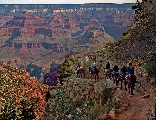 A mule train winds its way down the Bright Angel Trail.