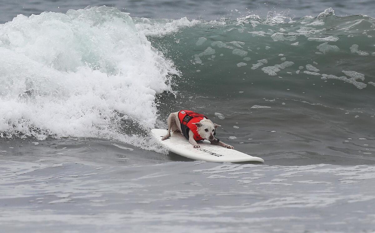 Sugar rides a wave during the Purina Pro Plan Incredible Dog Challenge large dog surf final Friday at Huntington State Beach.