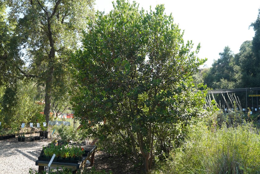 Toyon native shrub shaped like a tree