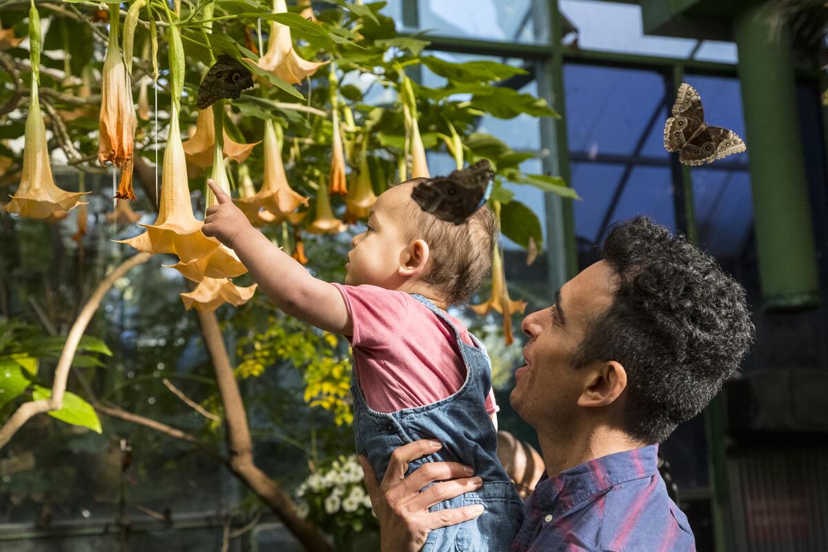 Visitors look at butterflies in the San Diego Zoo Safari Park's Butterfly Jungle exhibition.