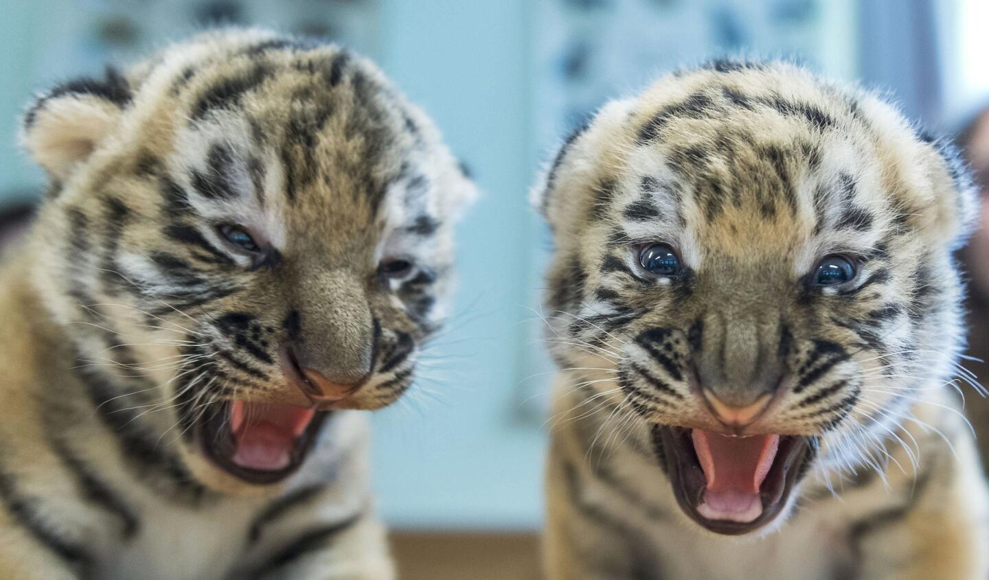 Two Siberian tiger cubs snarl on an examination table during a routine medical check in Veszprem Zoo in Veszprem, Hungary, on June 15, 2016. The cubs were born at the zoo two weeks earlier.