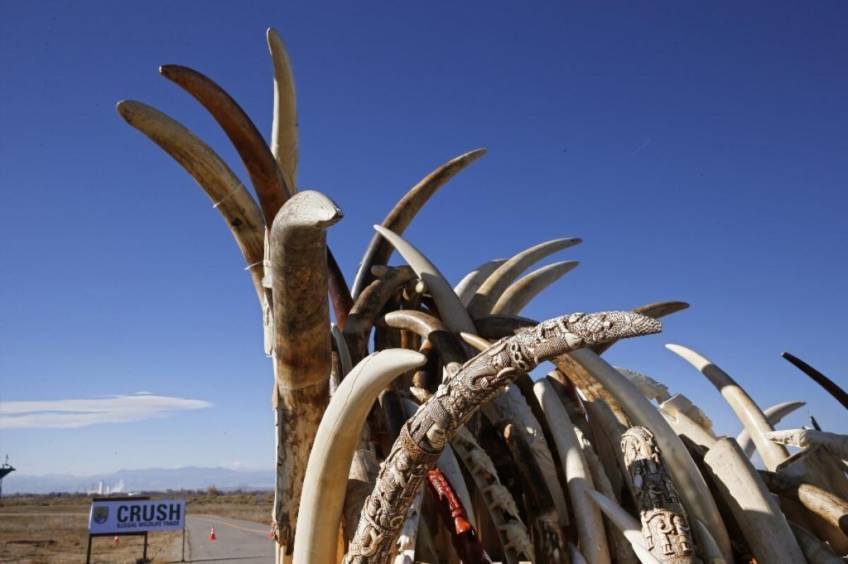 Confiscated ivory is stacked in preparation to be destroyed during an event at the National Wildlife Property Repository in Colorado on Thursday. Six tons of banned elephant ivory were destroyed after being accumulated over the past 25 years, seized during undercover investigations of organized smuggling operations or confiscated at the U.S. border.