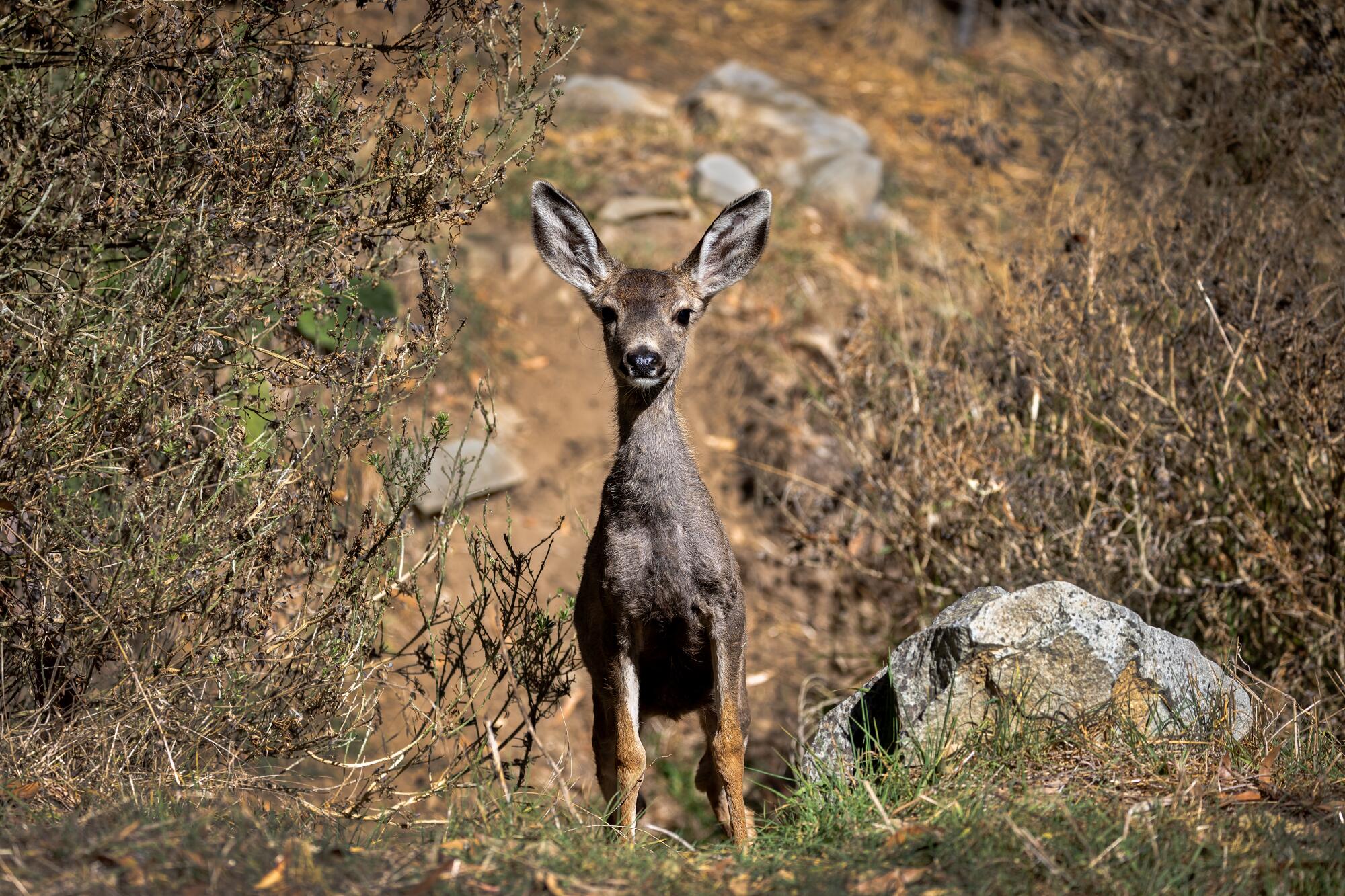 A mule deer fawn watches its mother. 