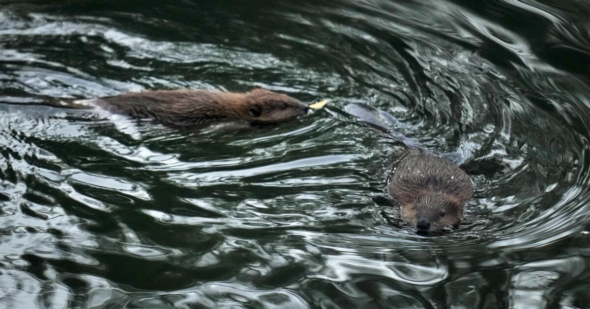 Baby beaver sighting inspires hope for California comeback - Los Angeles  Times