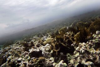 Un coral crece bajo el mar caribeño a lo largo de Cayo Caulker cerca de la barrera de arrecifes más grande que corre a lo largo de la costa de Belice, el 15 de diciembre de 2009. (AP Foto/Pat Wellenbach, Archivo)