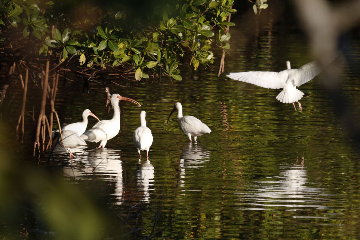 A group of ibis seen in Ten Thousand Islands in Everglades National Park.