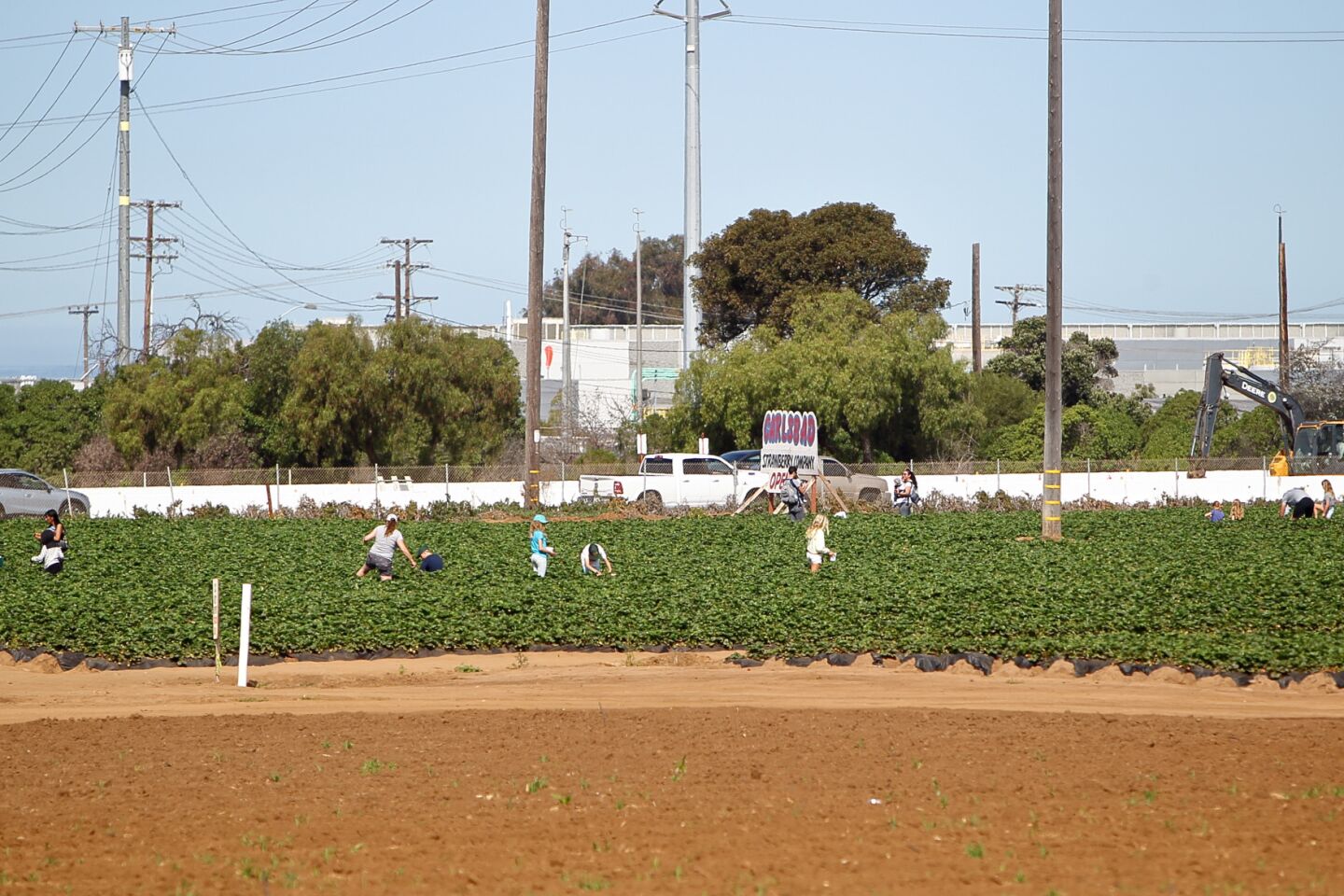 Families enjoy picking strawberries together at the Carlsbad Strawberry Company