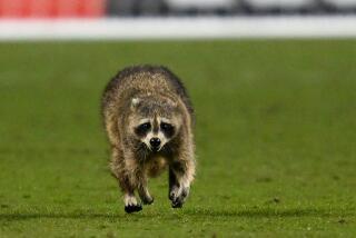 A raccoon invades the pitch during the game between New York City FC and the Philadelphia Union.