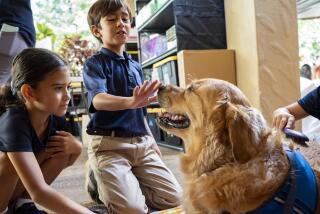 Sacred Hearts School third grade students pet Quincy, a comfort dog with Assistance Dogs of Hawaii, at Sacred Hearts Mission Church on Tuesday, Oct. 3, 2023, in Lahaina, Hawaii. The three public schools that survived the deadly August wildfire are set to reopen this week. (AP Photo/Mengshin Lin)