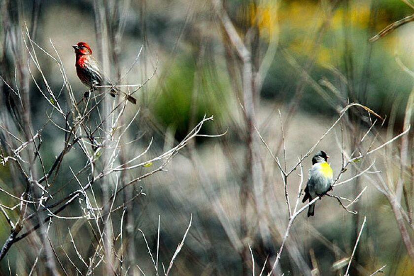 A red house finch and a Lawrence's goldfinch perch on the leafless branches of a desert willow in Whitewater Canyon. See full story