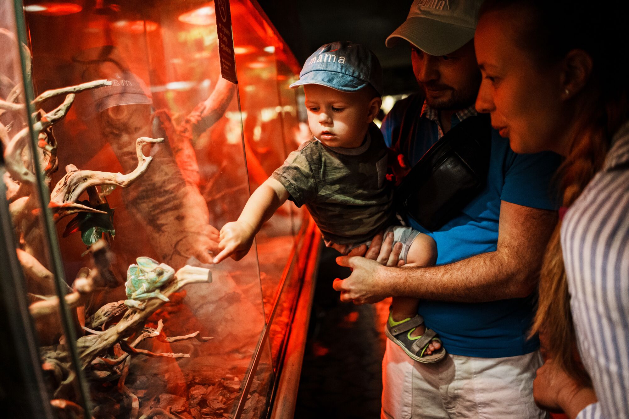 A man holds a baby who points at a lizard in a glowing-red enclosure as a woman stands next to them. 