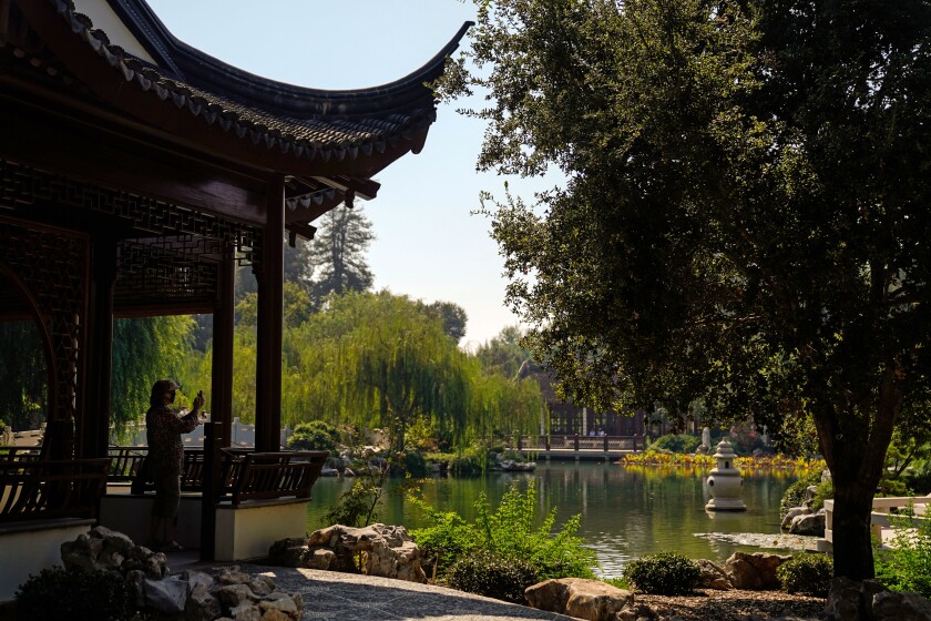 A person takes a photograph at the Chinese Garden at the Huntington Library, Art Museum, and Botanical Gardens.