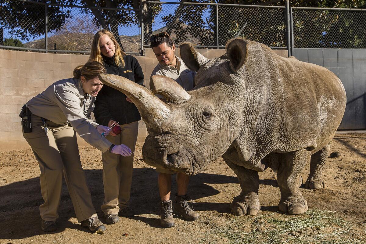 Nola, a northern white rhino, with her keepers at the San Diego Zoo Safari Park in December. Nola is getting antibiotics for a growth on her hip.