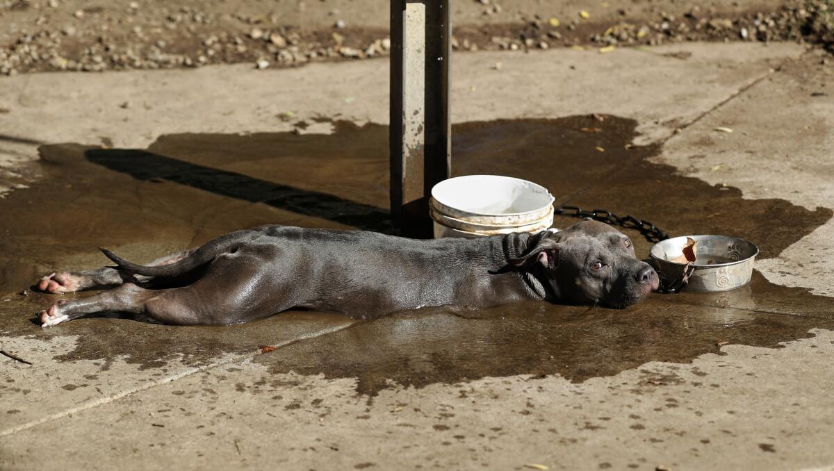 Magic, a Staffordshire terrier/pitbull mix, cools off in a puddle of water during a visit to the Sepulveda Basin Off-Leash Dog Park in Encino in 2017.