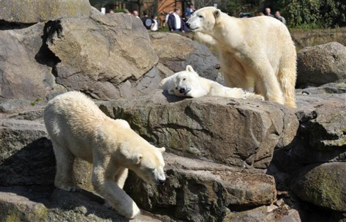 April 10, 2009 file picture shows three polar bears at the Berlin Zoo in Berlin. Keepers at Berlin's zoo don't plan to intensify security after a polar bear attacked a woman when she jumped into their enclosure last week. "It is already safe," said Heiner Kloes, a zoo spokesman, on Monday April 13 2009. The woman, who has not been identified, faced down a fence, a wide hedge full of thorns, and a concrete wall before swan diving into the murky moat where the polar bears swim.One of four bears in the enclosure bit the woman's arms, legs, and back before keepers fished her out with a life preserver. (AP Photo/Gero Breloer, file)