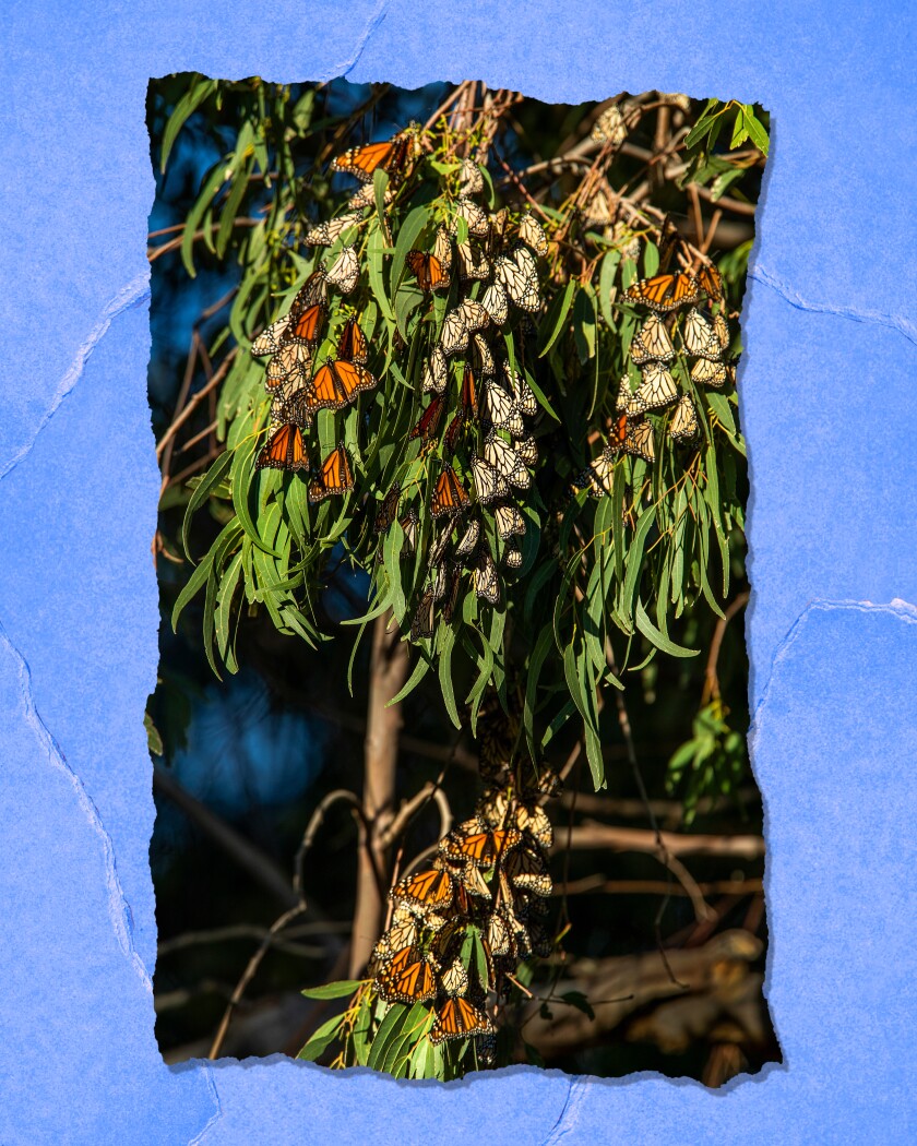 Monarch butterflies cling together on the branches of eucalyptus trees.
