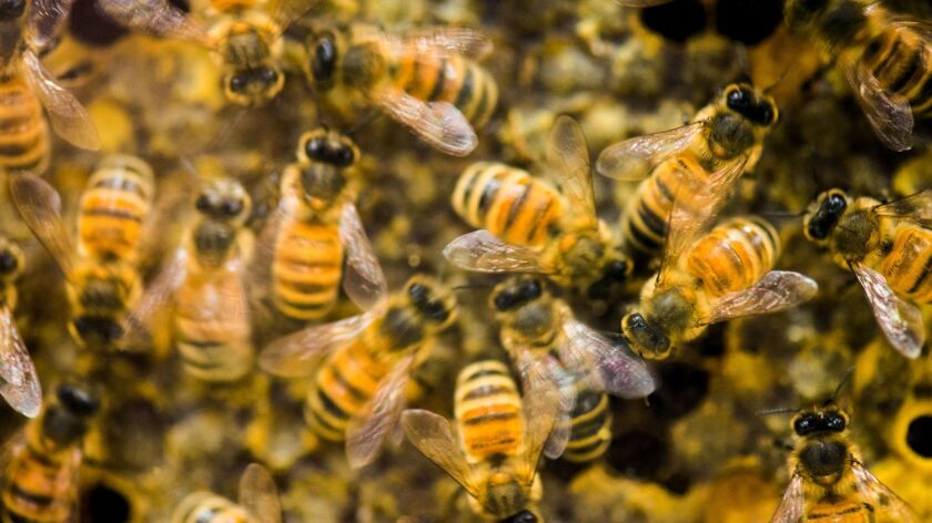 Honey bees pollinate crucial food crops and contribute about $14 billion in value to the agricultural economy nationwide.