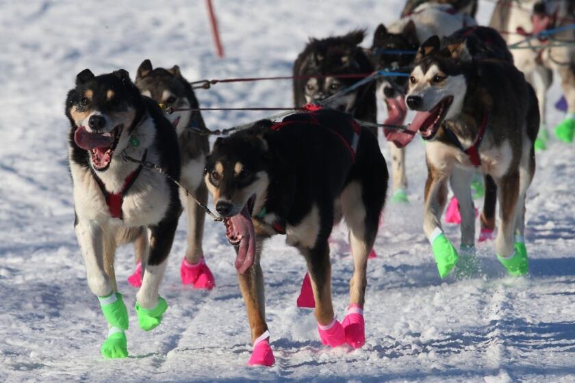 The lead dogs of veteran musher Ryan Redington of Wasilla, Alaska, make their way through Long Lake, Alaska, during the 44th Iditarod.