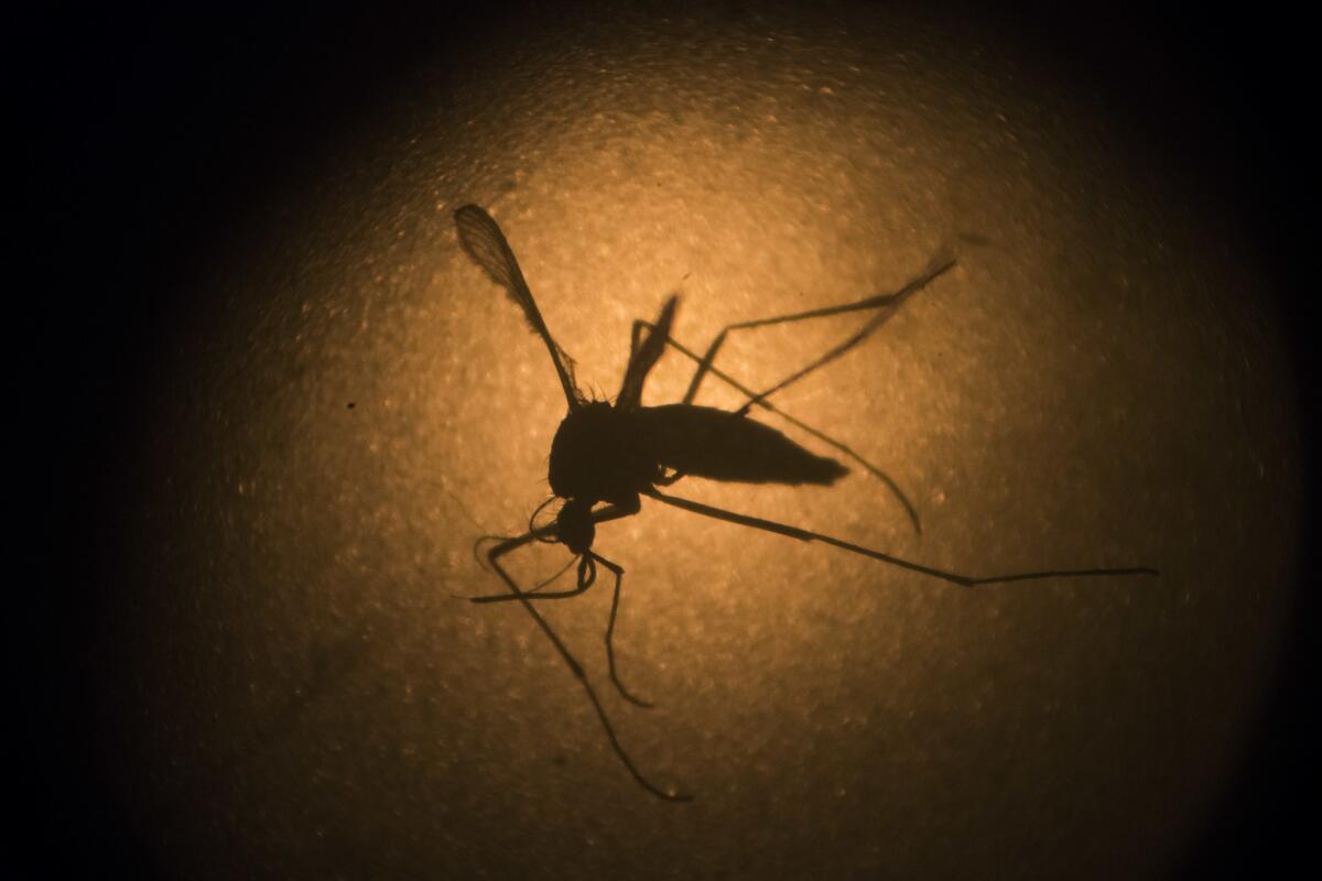 En esta foto de archivo del 27 de enero de 2016, un mosquito Aedes aegypti es fotografiado a través de un microscopio en el instituo Fiocruz en Recife, estado de Pernambuco, Brasil. (AP Foto/Felipe Dana, Archivo)