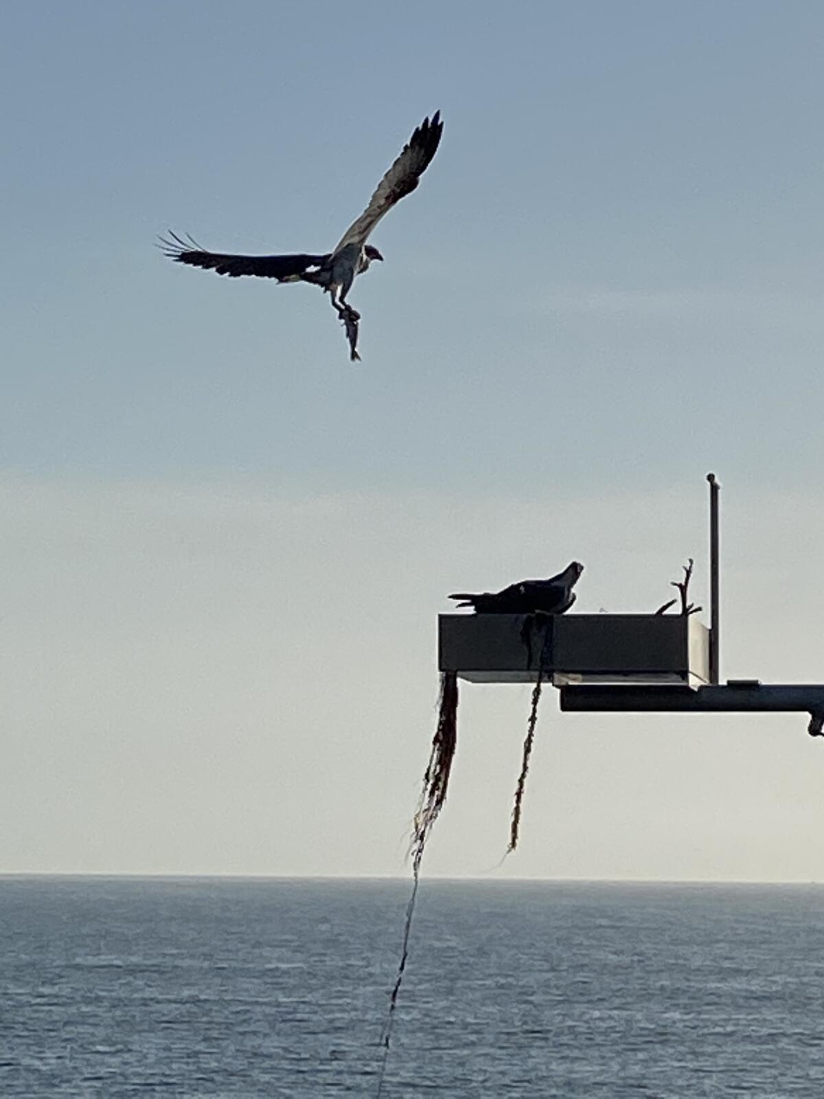 An osprey takes a fish to the nesting site on the Scripps Pier in La Jolla.