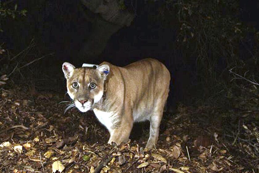 FILE - This November 2014, file photo provided by the U.S. National Park Service shows a mountain lion known as P-22, photographed in the Griffith Park area near downtown Los Angeles. Scientists have been studying the lions since 2002 in and around Southern California's Santa Monica Mountains to determine how they survive in a fragmented and urbanized environment. The most famous cougar in the study, who became a kind of unofficial Los Angeles mascot, was P-22. After crossing two heavily traveled freeways and making his home in LA's urban Griffith Park — home of the Hollywood Sign — P-22 became a symbol for California's endangered mountain lions and their decreasing genetic diversity. (U.S. National Park Service, via AP, File)