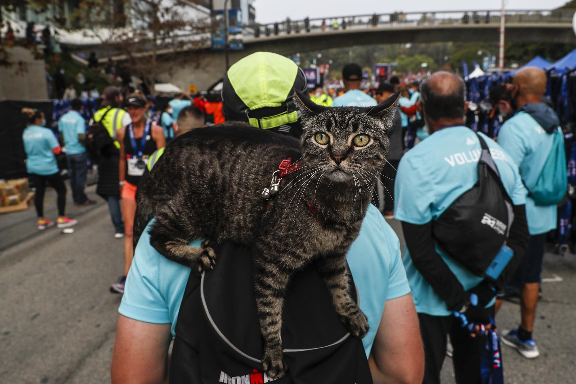 Tiny rides on the shoulder of volunteer Greg Warner at the finish line