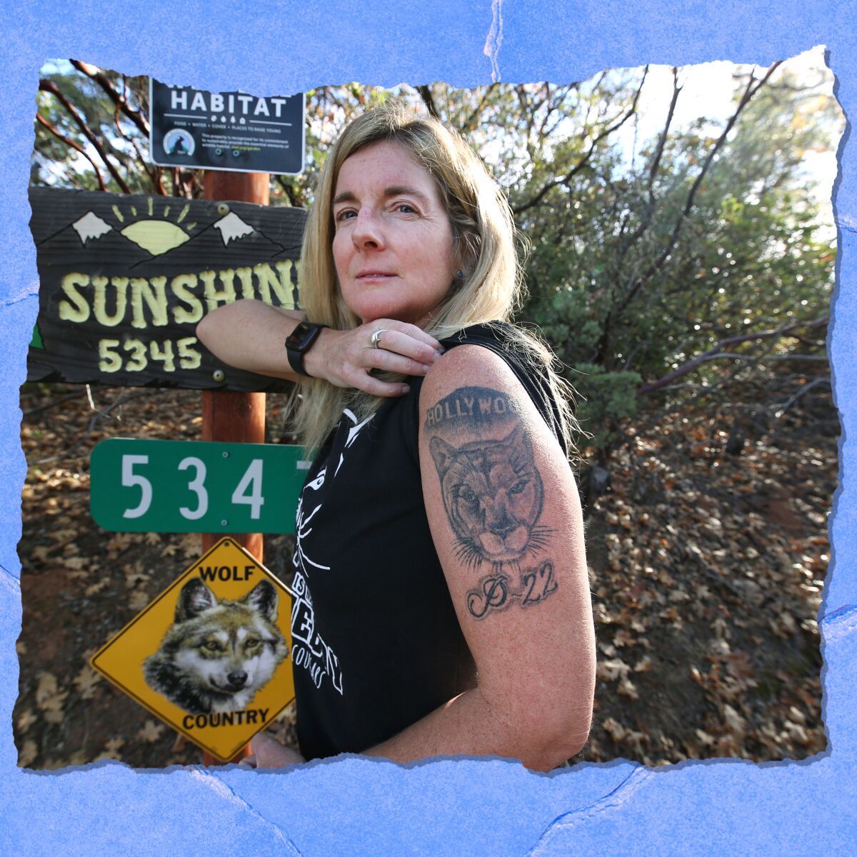 A woman shows off a tattoo on her upper arm of mountain lion P-22.