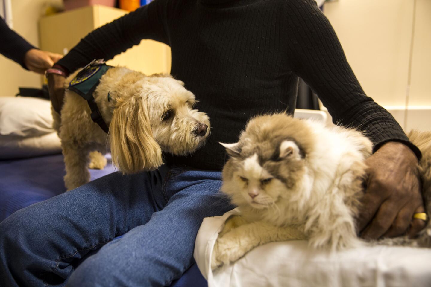 Therapy pets