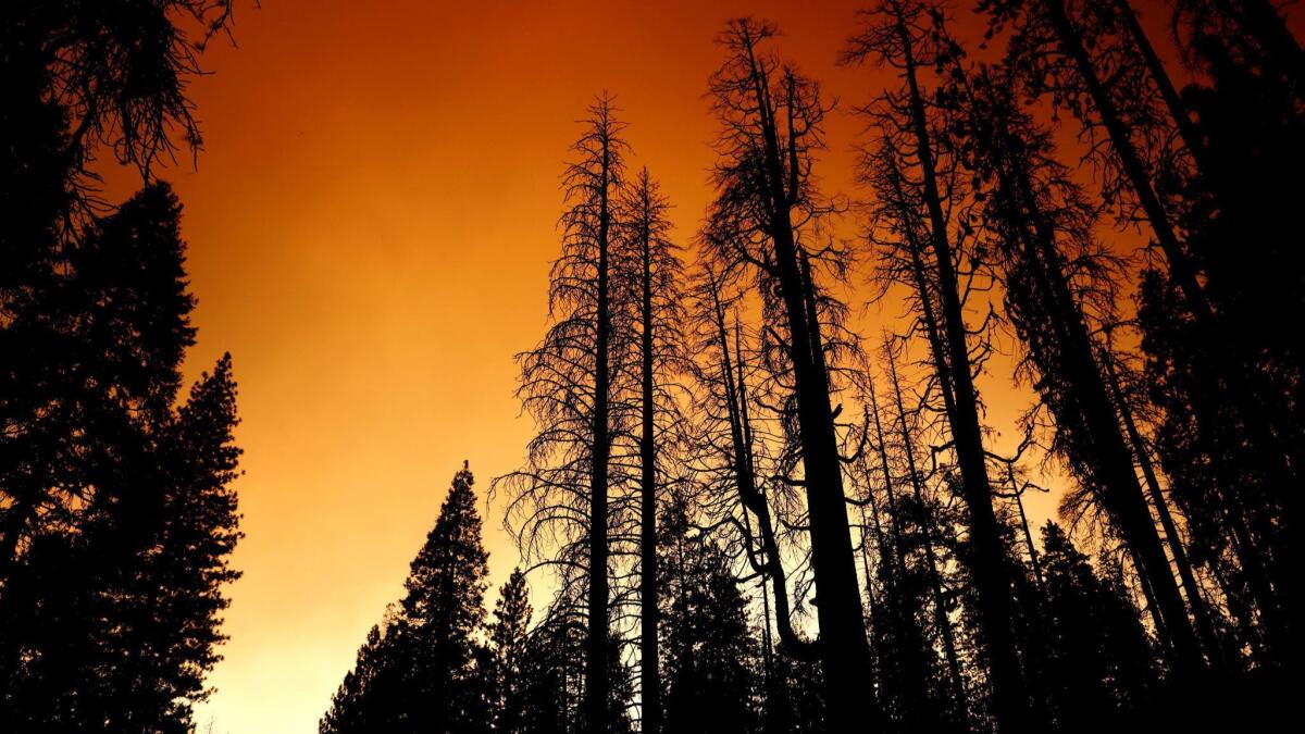 Trees shrouded in smoke from the Ferguson Fire, which burned more than 96,000 acres near Yosemite National Park. A state assessment found climate change will make Sierra Nevada forests more susceptible to wildfires.