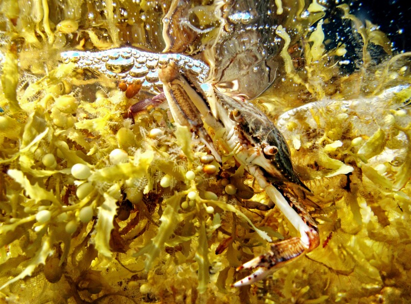 A baby sargassum crab clings to floating sargassum seaweed off Mobile Bay.