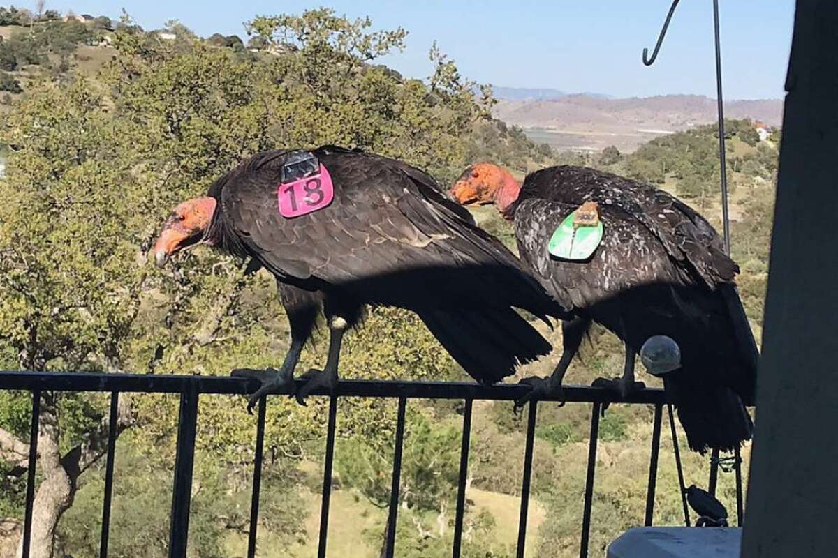 Two California condors with tags sit on a railing