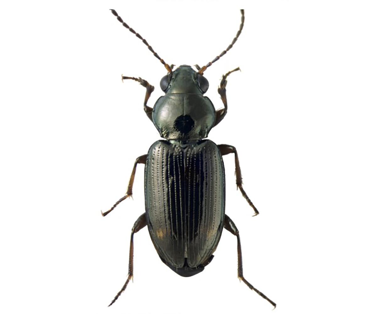 A Bembidion brownorum beetle 