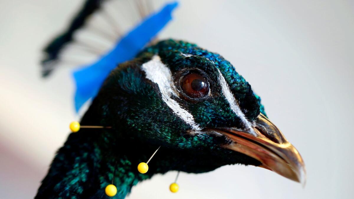 Peacock in progress at Prey Taxidermy