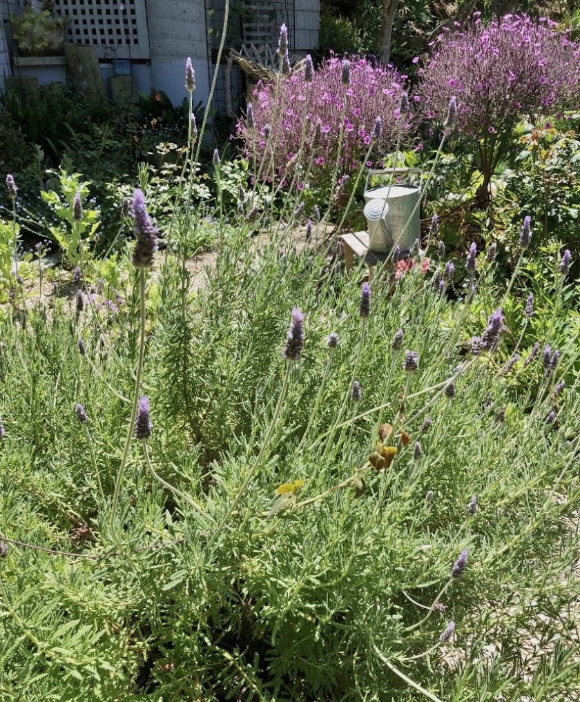 Lavender (Lavandula dentata) attracts bees and needs little water; its fragrance will calm you and relieve anxiety.