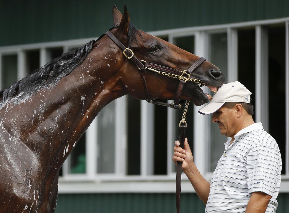 Kentucky Derby and Preakness Stakes winner American Pharoah nips at his groom's hat during a bath after working out at Belmont Park.