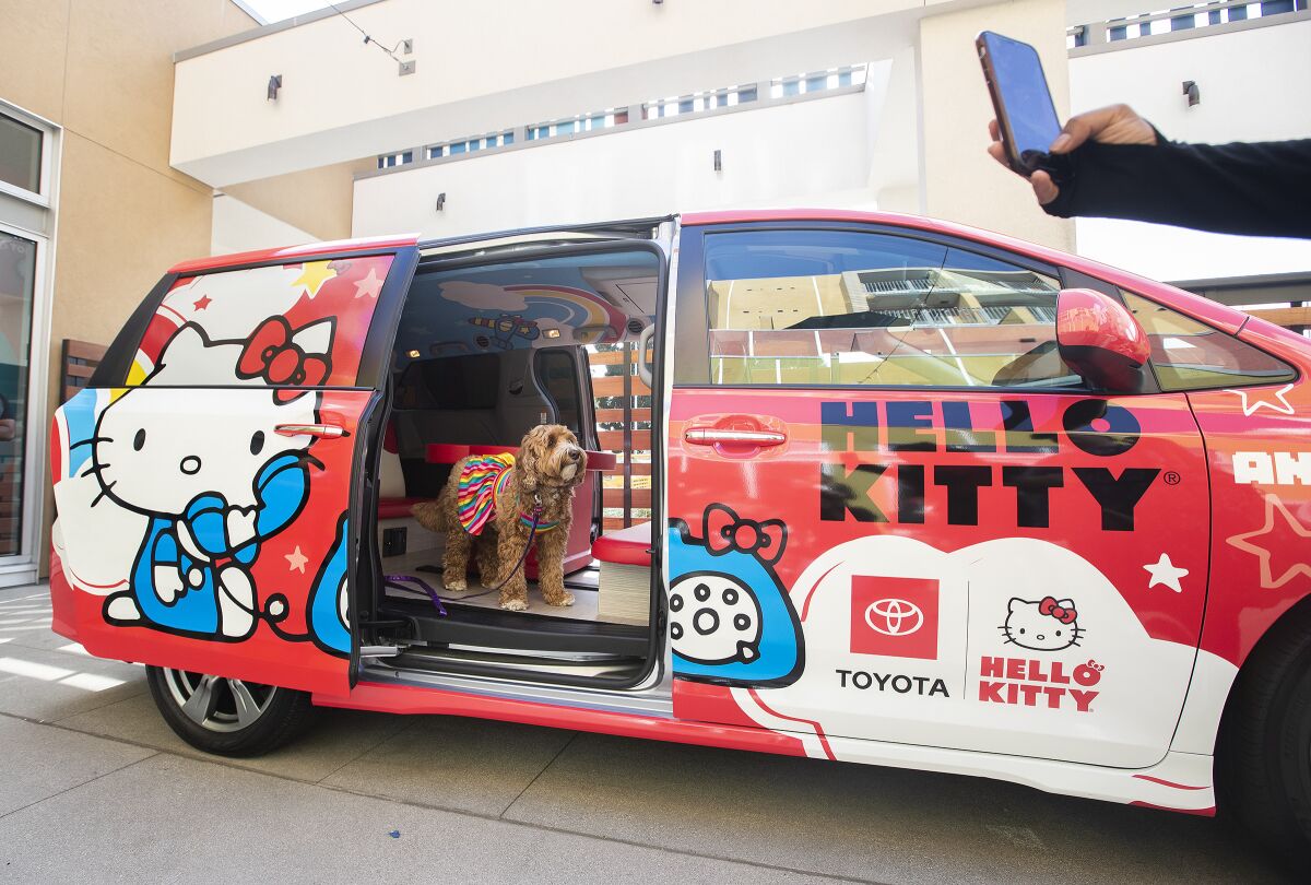 A labradoodle named Amazing Gracie Doodle stands inside a Toyota Sienna painted in the theme of Hello Kitty.