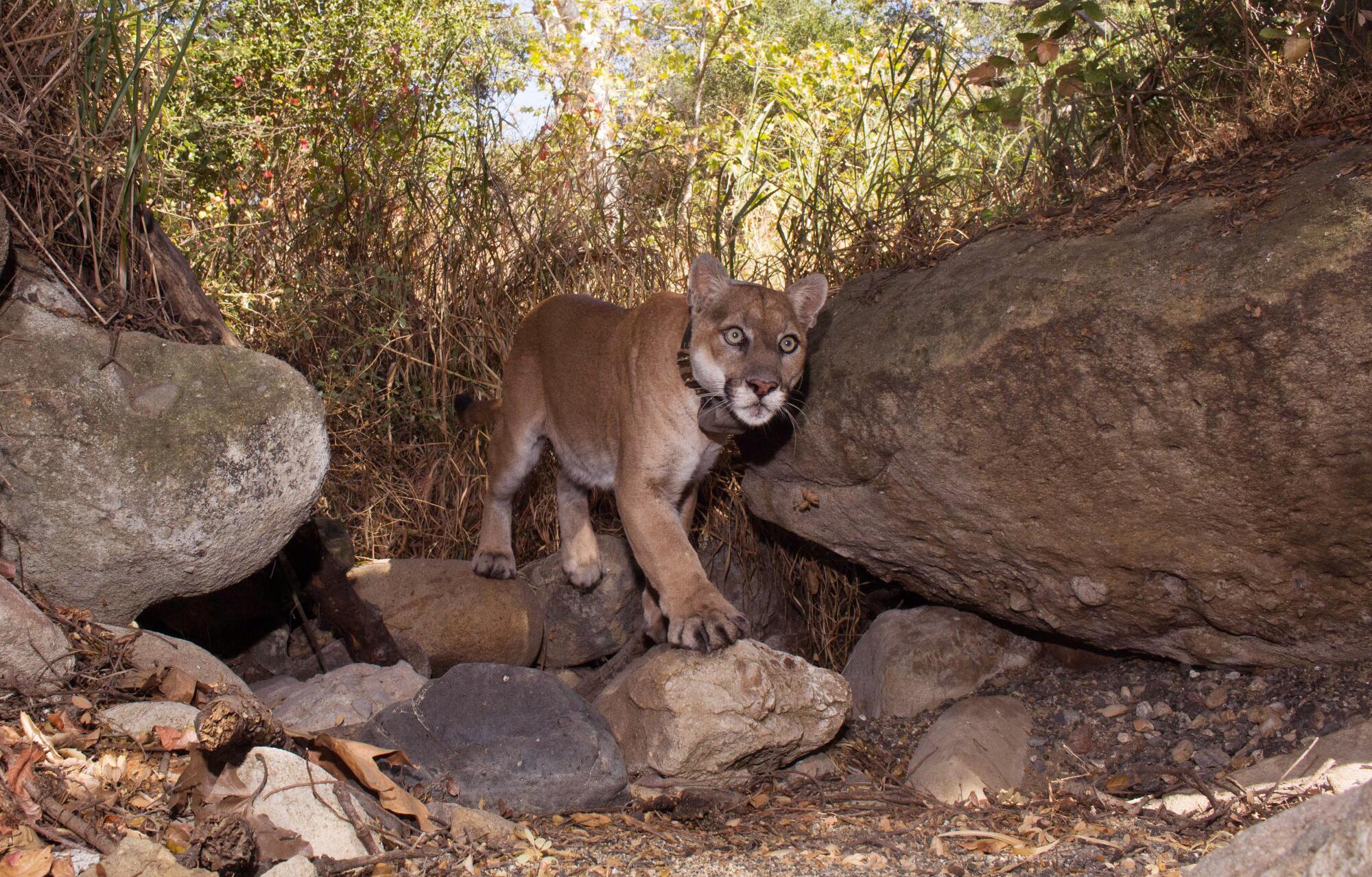 P-22 steps across and between rocks in Griffith Park during the day. 