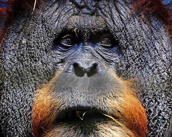 Siam, a 50-year-old orangutan, is one of the world's oldest apes in captivity. He lives at the Duisburg Zoo, suffers from Parkinson's disease and became a father in January.