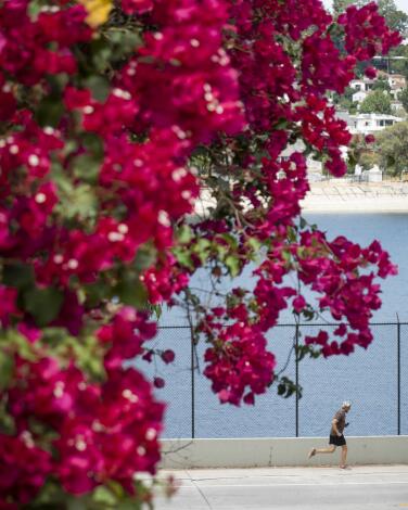 LOS ANGELES, CA - AUGUST 01: A bougainvillea bloom provides a splash of color on a warm summer day for a jogger at the Silver Lake Reservoir on Monday, Aug. 1, 2022 in Los Angeles, CA. (Myung J. Chun / Los Angeles Times)