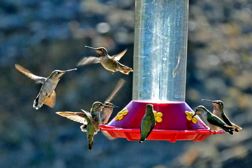 Hummingbirds congregate at a bird feeder by the Palm Canyon Trading Post.