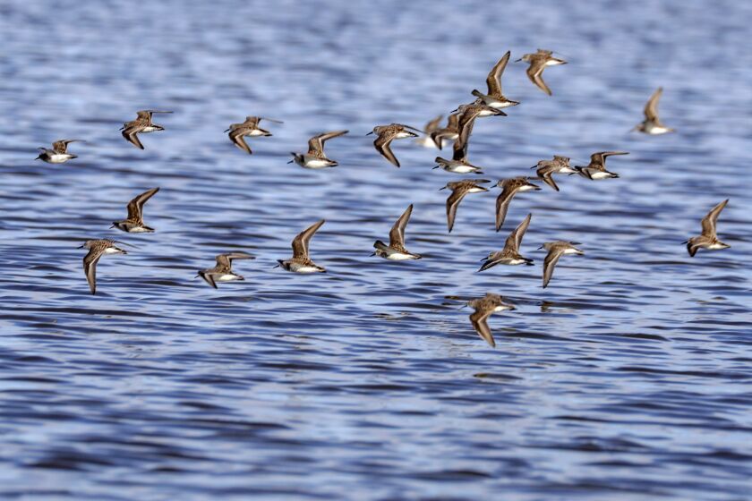 Shorebirds take flight near the Sonny Bono National Wildlife Refuge i the Salton Sea.