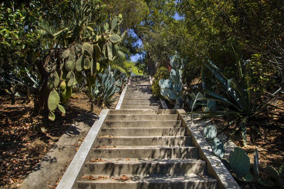 concrete stairs are built into a hill as cacti and plants grow on either side