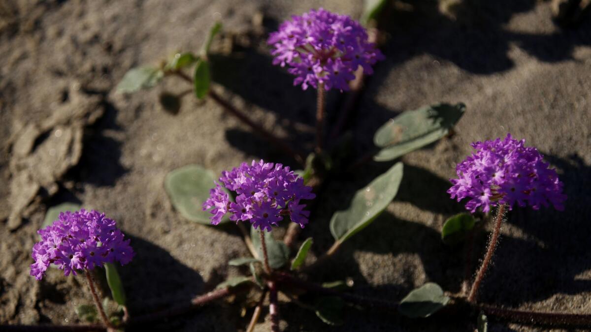 Sand verbena is one of the early wildflowers visitors can see now at Anza Borrego Desert State Park northeast of San Diego. Peak blooms are expected on the desert floor this month after the heavy winter rains.