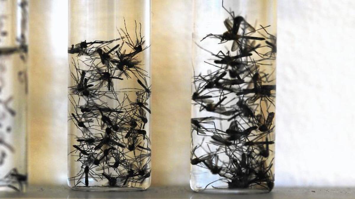 The yellow fever mosquito, trapped in vials at the San Diego County Vector Control lab, and the Asian tiger mosquito have both been found in parts of California.