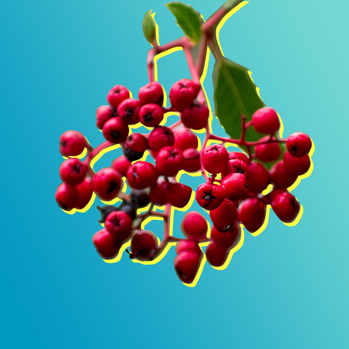 Red berries from the toyon, a California native shrub.