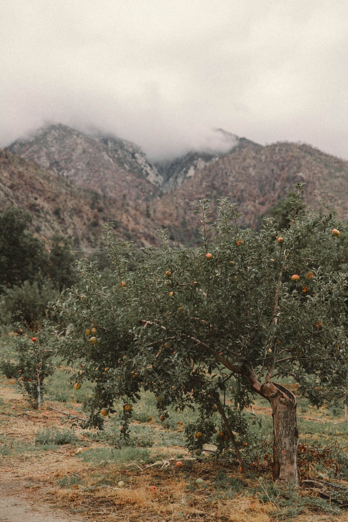 Apple tree in front of a hill covered with clouds