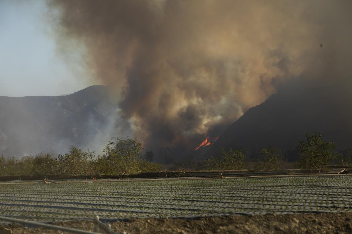 Flames and smoke from the Maria fire fill the air next to an agricultural field in the town of Saticoy on Friday.