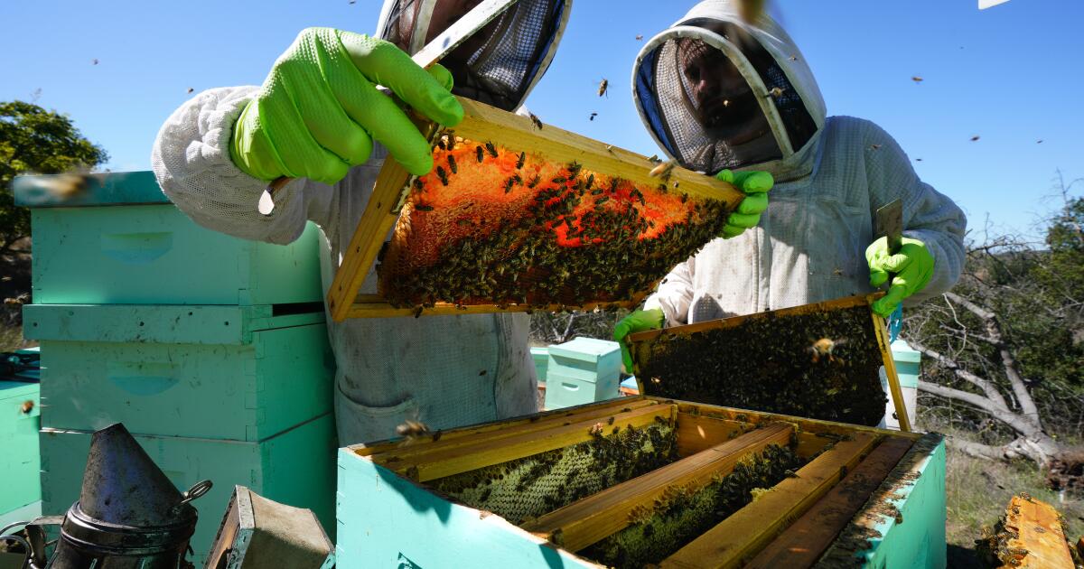 Colmenas de abejas son tan valiosas para la agricultura de California que  se las roban constantemente